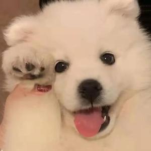 二级黄色妈妈和老头
